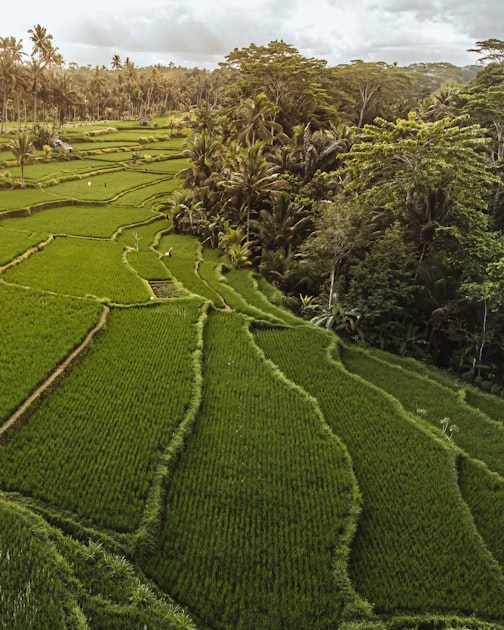 Benefits of Organic Farming in Thailand